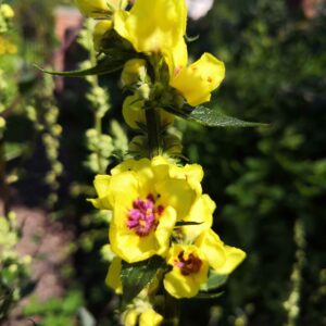 verbascum nigrum