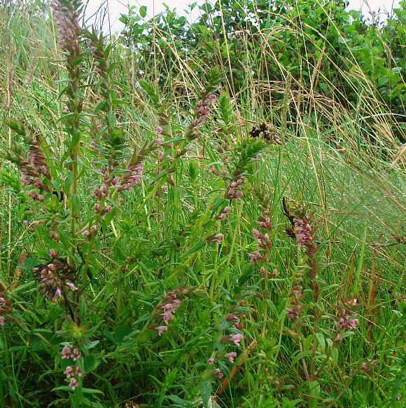 Red Bartsia - Congleton Bath House & Physic Garden